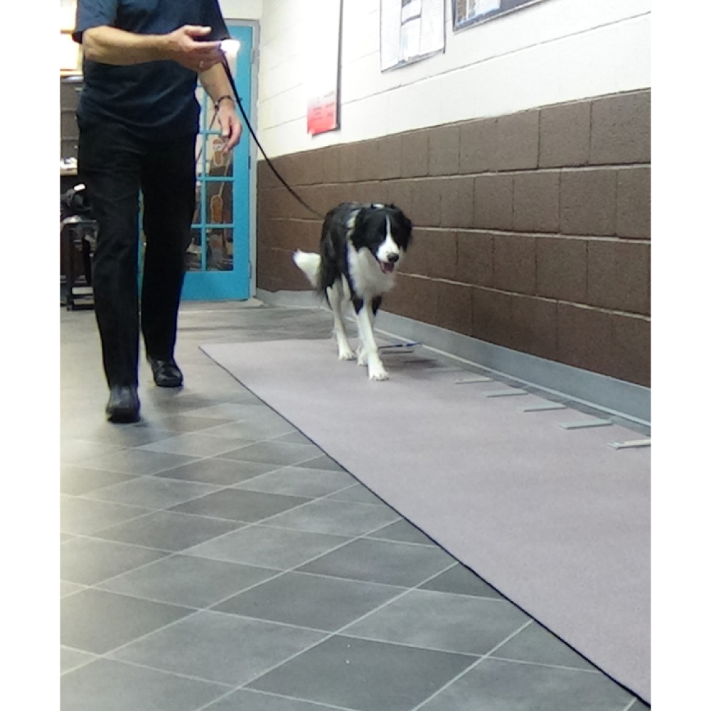 GAIT4