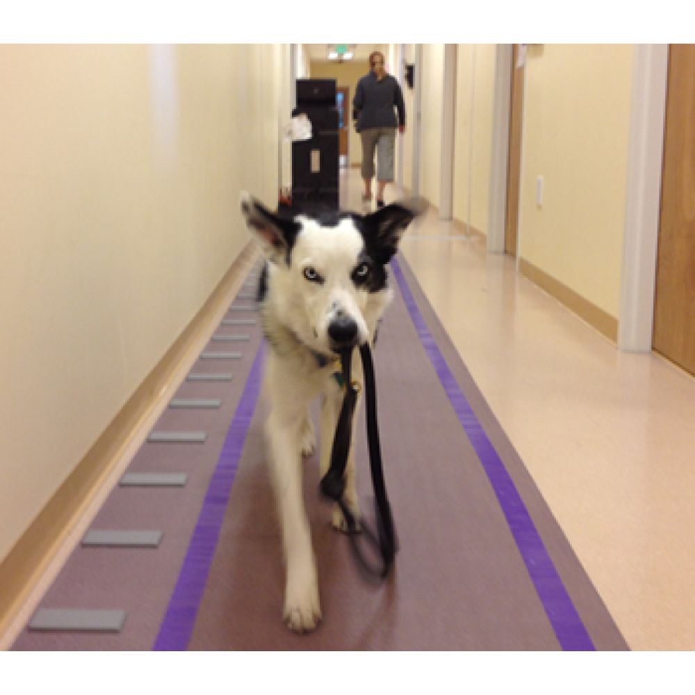 GAIT4