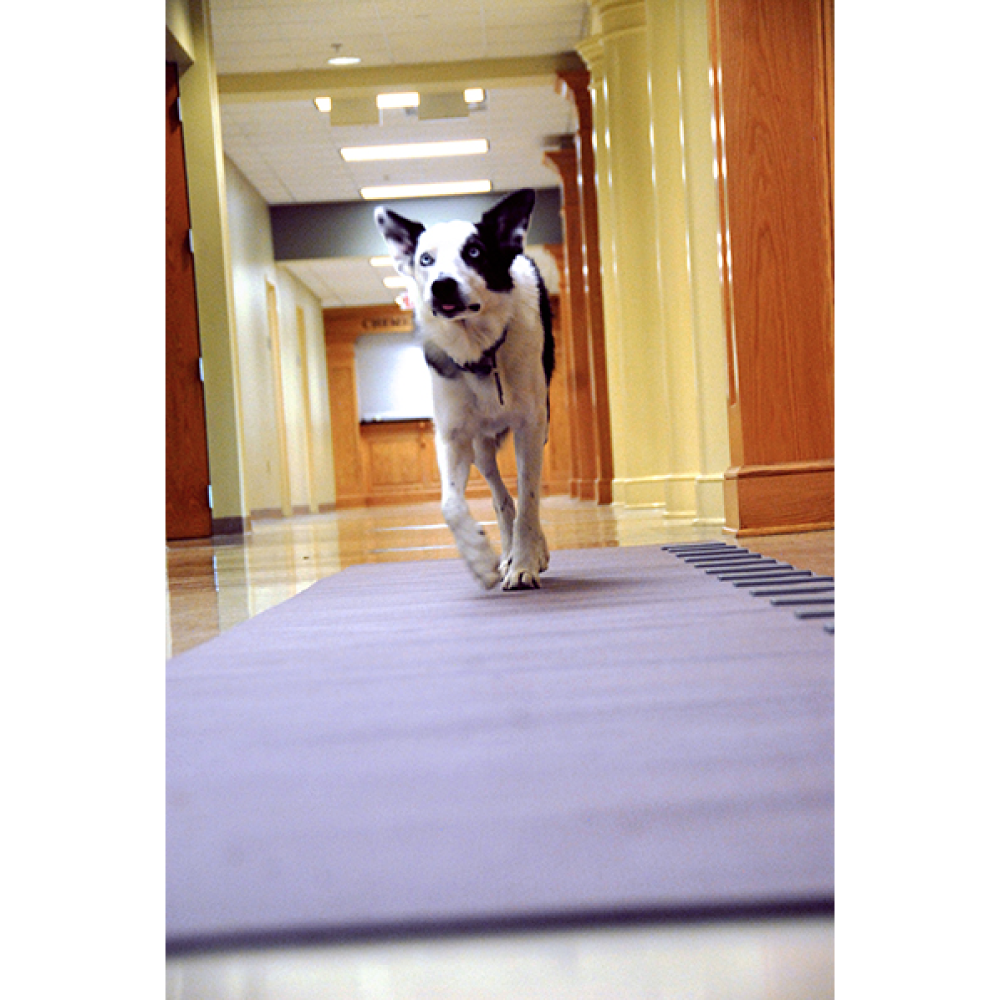 GAIT4